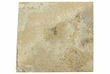 Fossil Fly (Plecia) - France #254292-1